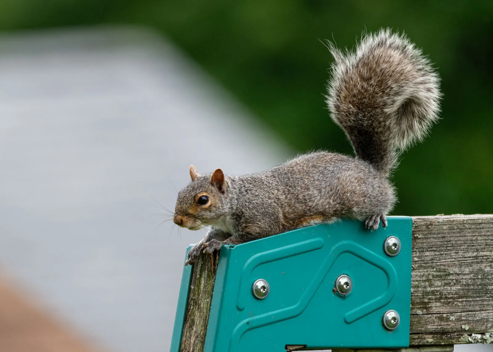A gray squirrel sits on a fence in Canonsburg, Pennsylvania during summer.